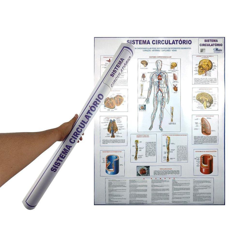 Banner Mapa Sistema Circulatório Anatomia Do Corpo Humano
