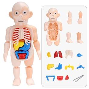 Boneco Corpo Humano Kit Médico - Toyng 42580
