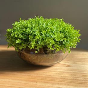 Arranjo Grande Centro de Mesa Vaso Incolor com Verdinho