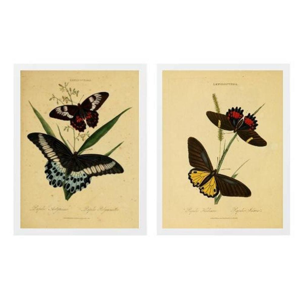 Kit 2 Quadros Borboletas Antigas 33X24Cm - Com Vidro
