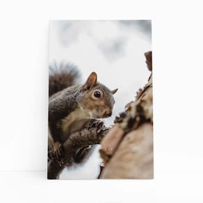 Esquilo Árvore Foto Animais Natureza Quadro Canvas 140x90cm