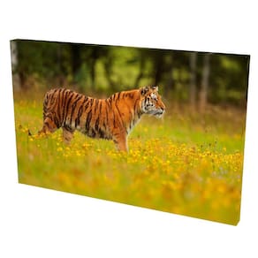 Quadro Decorativo em Tela com Borda Infinita Tigre Siberiano