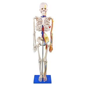 Esqueleto Humano 85Cm Articulado Com Nervos Vasos Sanguíneos