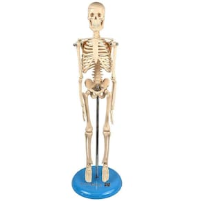 Esqueleto Humano De 45 Cm