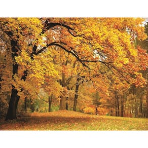 Fundo Fotográfico Em Tecido Floresta No Outono 2,60X150.
