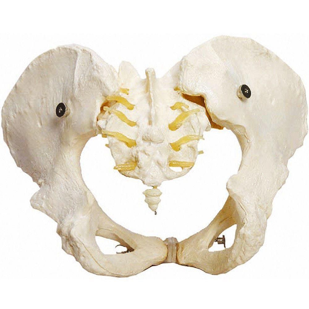 Esqueleto Pélvico, Anatomia Pelve Feminina