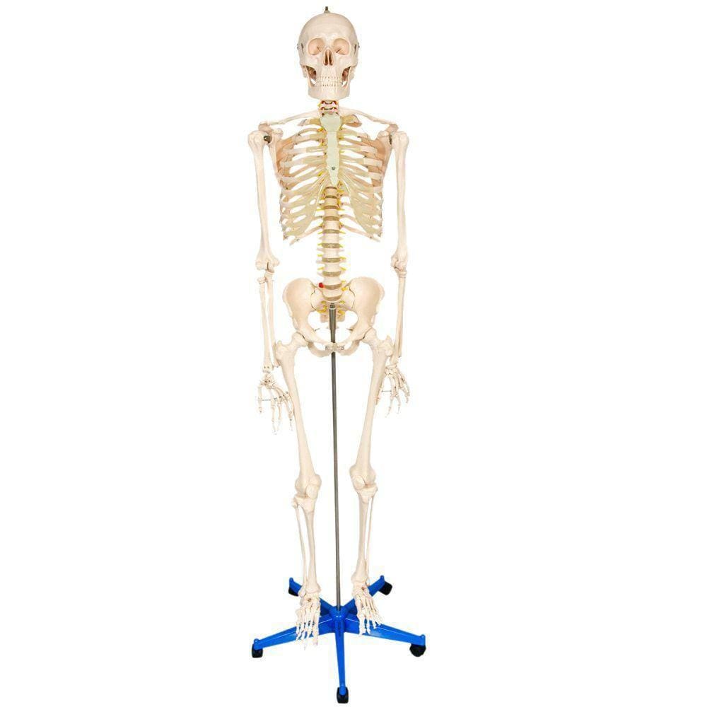 Esqueleto Humano 1,70M Altura Anatômia Do Corpo Humano