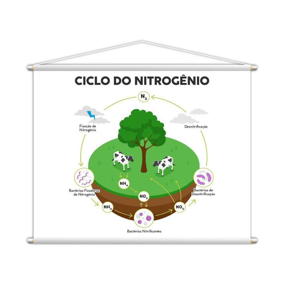 Ciclo Do Nitrogênio Banner Escolar Pedagógico 100X80Cm