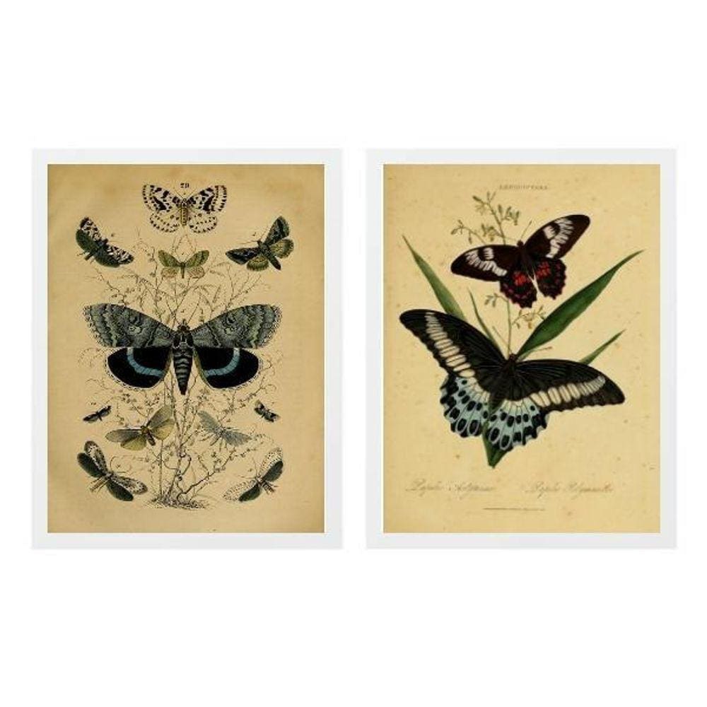 Kit 2 Quadros Borboletas Retrô 45X34Cm - Com Vidro