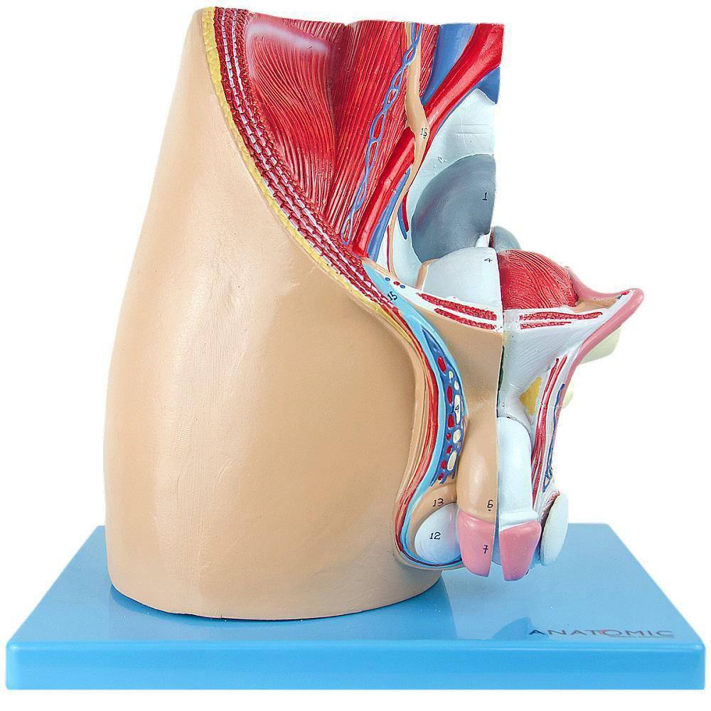 Pelve Masculina Em Corte Mediano, Anatomia