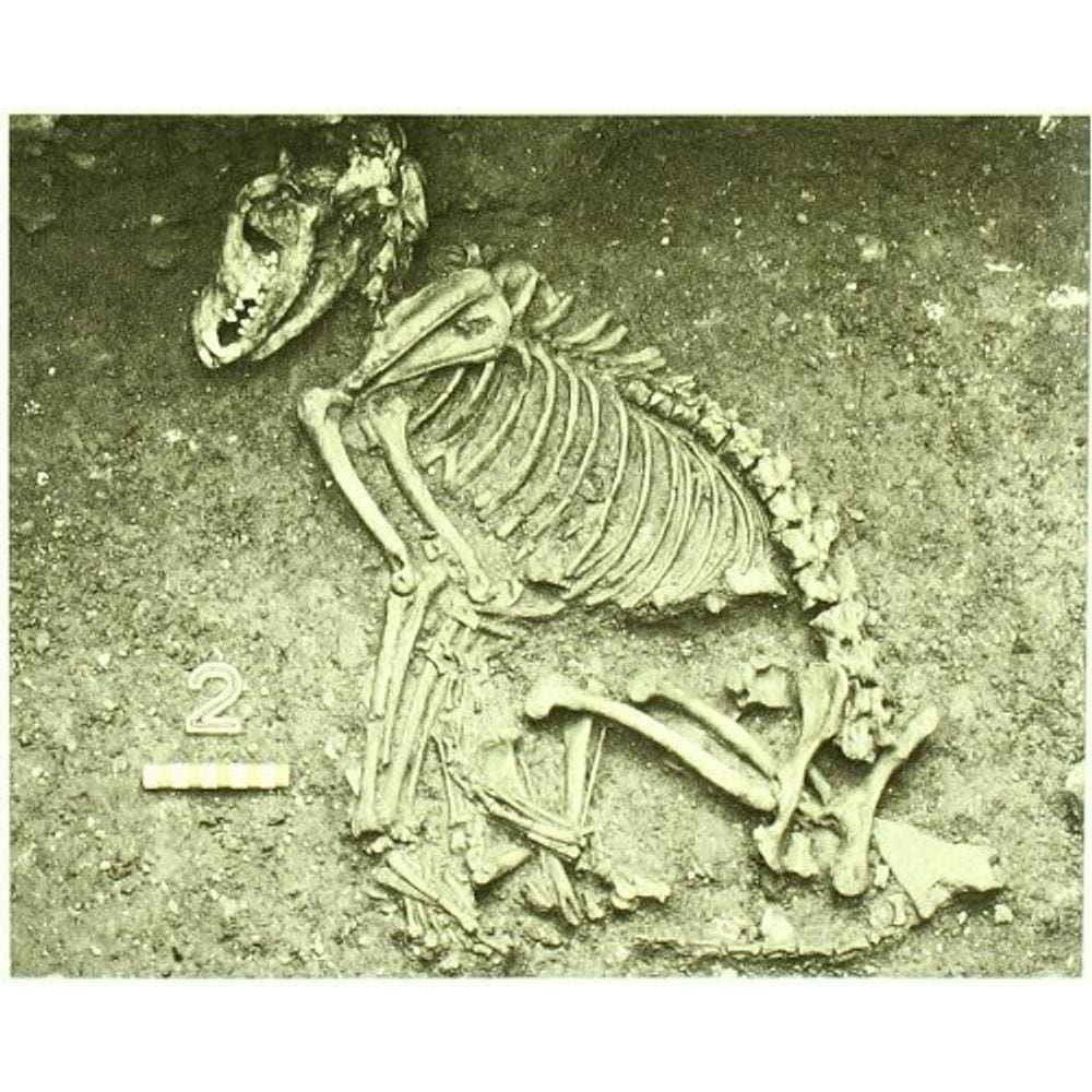 La Arqueología De Los Animales