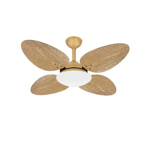 Ventilador Teto Dourado 4 Pás Freijó Silencioso Ventax 110V