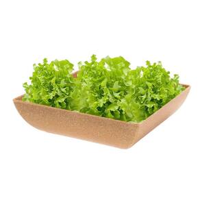 Saladeira Quadrada 1,4 Lt Travessa Petisqueira Marrom Claro