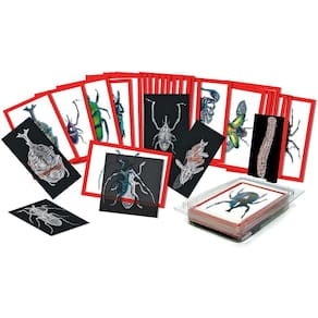 Roylco Insect X-Rays and Picture Cards Set, Multi (R-5912)