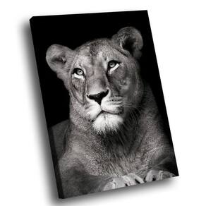 Quadro Leoa No Preto Br Artes Pequeno 60x40