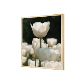 Quadro Decorativo Flores Tulipas Brancas Plantas Jardim