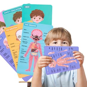 Anatomia Humana Magnética Brinquedo Curvado Educação de Alta Densidade