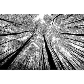 Puzzle-Forest em preto e branco - cenário de quebra-cabeça de 1000 peças