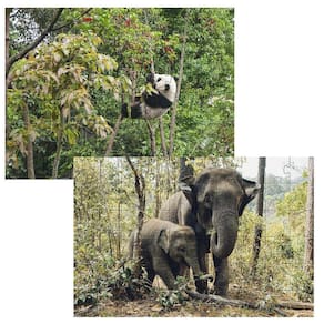 Kit 2 Quebra-Cabeças Atividades Animais Da Floresta 24 Peças