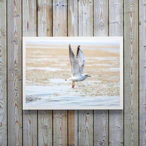 Quadro Decorativo Horizontal Gaivota Praia 45X34Cm