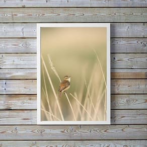 Quadro Decorativo Bege Passarinho Natureza 45X34Cm