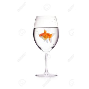 Gold Fish Production - Aparição Do Peixe D+