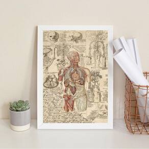 Quadro Decorativo Órgãos Corpo Humano Vintage 45X34Cm Vidro