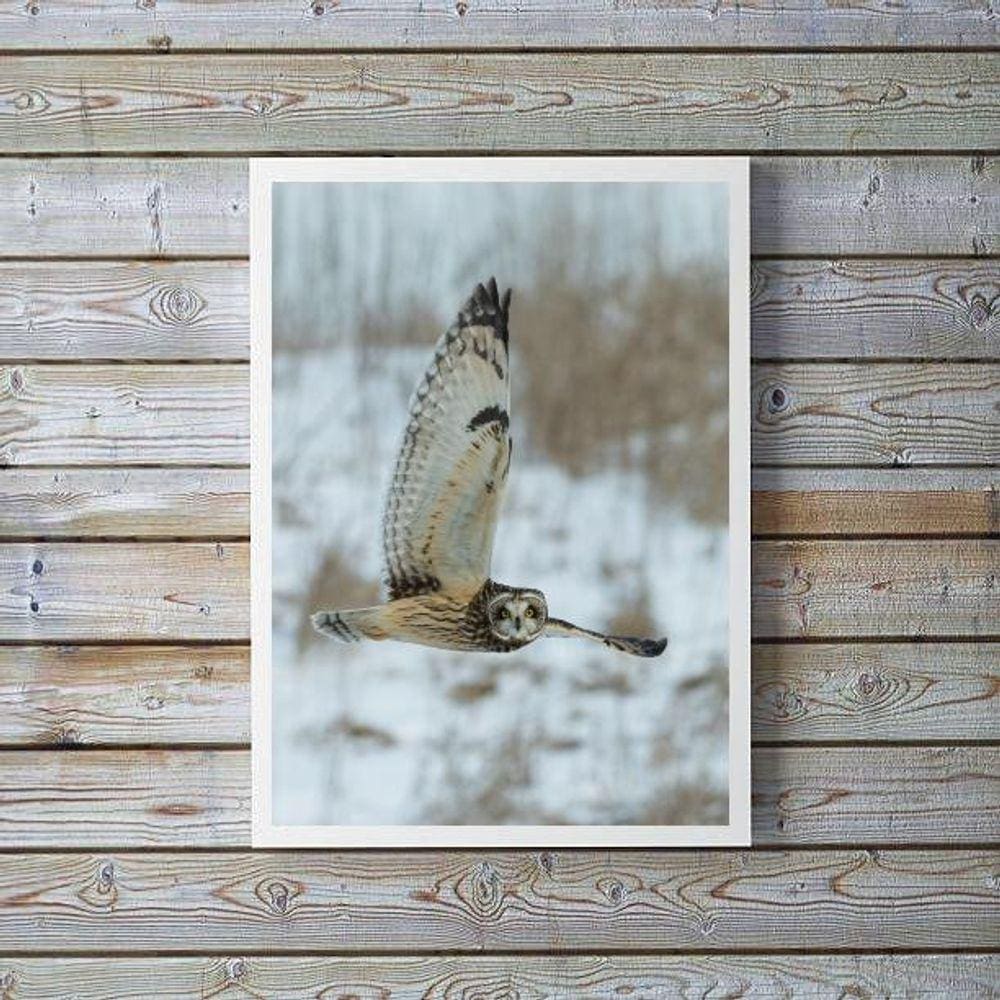 Quadro Decorativo Foto Coruja Voando 24X18Cm - Com Vidro