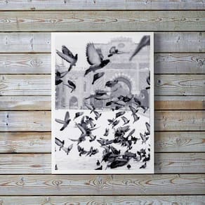 Quadro Decorativo Fotografia Pombos 33X24Cm