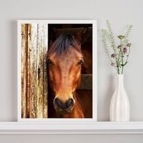 Quadro Decorativo Fotografia Cavalo Na Baia 24X18Cm