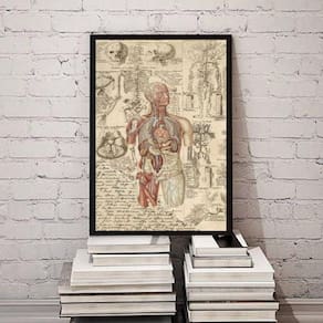 Quadro Decorativo Órgãos Corpo Humano Vintage 33X24Cm Vidro