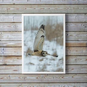 Quadro Decorativo Foto Coruja Voando 45X34Cm