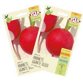 2X Sementes de Rabanete Gigante Siculo (Vermelho) ISLA