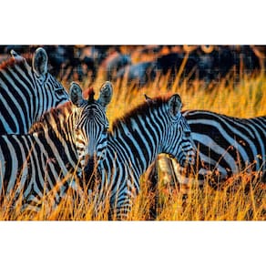 Quebra-Cabeça Cognitivo Zebras Da Savana 300 Peças