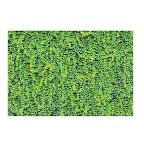 Fundo Fotográfico Muro Inglês 2,2X1,5 Fff-505