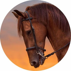 Painel Redondo 3D Sublimado Cavalos Country Frd-4833