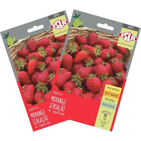 2X Sementes de Morango Sensação Super ISLA