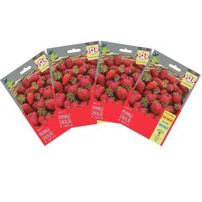 4X Sementes de Morango Sensação Super ISLA