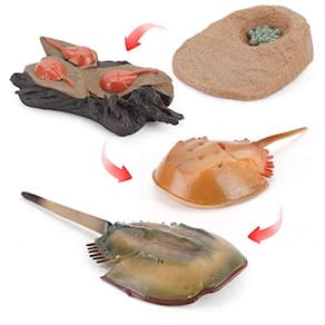 Fantarea 4 PCS Sea Marine Animal Figures Ocean Creatures Action Models Life Cycle Horseshoe Crab Figure Ornament Cake Toppers Party Favors Supplies Co
