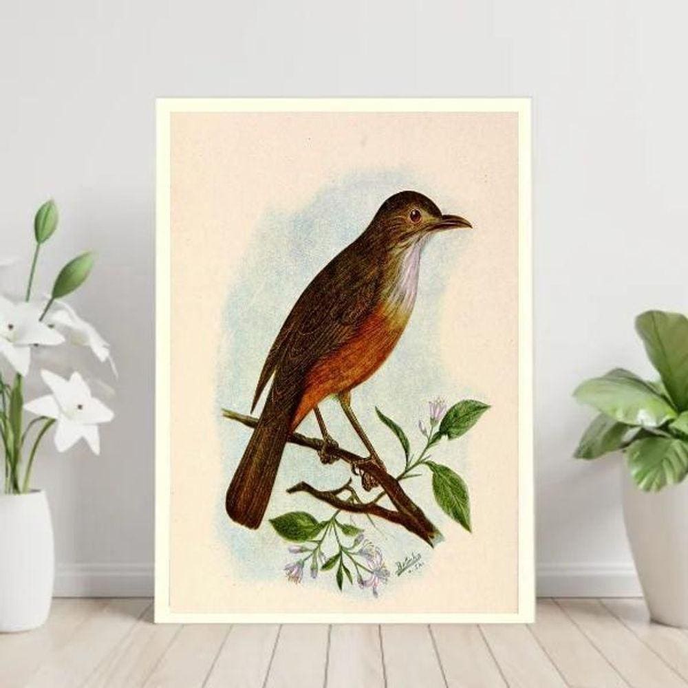 Quadro Decorativo Sabiá Laranjeira 33X24Cm