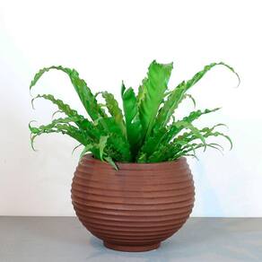 Vaso Bromélia 26 X 24 Cm Cor 09 - Antique Rusty