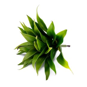 Folha Artificial Agave com Raiz X24 para Arranjos Verde 60 cm F04 - D`Rossi
