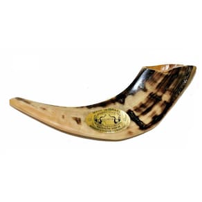 Shofar Chifre De Carneiro De Tocar Claro -Israel 25-29 Cm