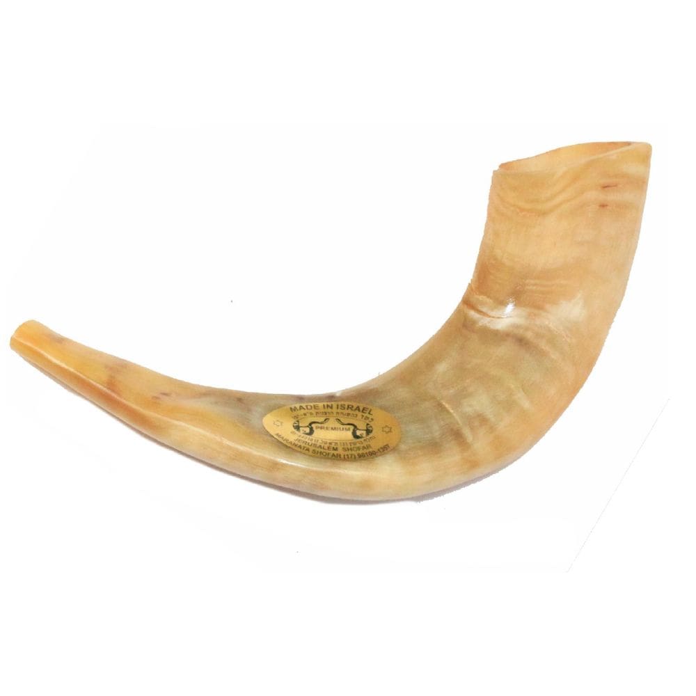 Shofar Chifre De Carneiro De Tocar - 35 A 39 Cm - De Israel