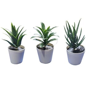 Kit 3 Suculentas Artificiais C/ Mini Vaso Plástico Decoração