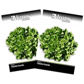 2X Sementes de Chicória Lisa Gigante Barbarella FELTRIN