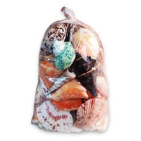 Kit Mix de Conchas Espirituais Conexão Divina