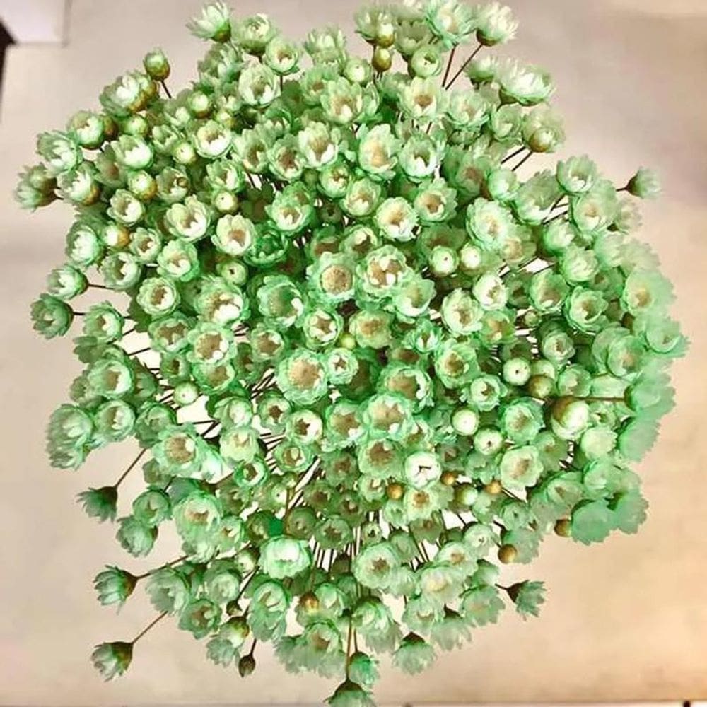Sempre Viva Florzinha Cor Verde Claro