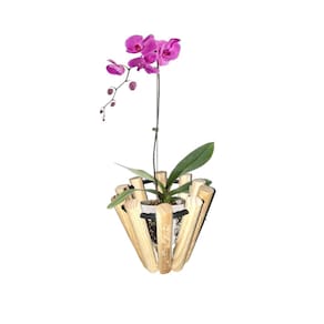 Kit 16 Cachepô Orquídeas Cesto Madeira Jardineira Flores