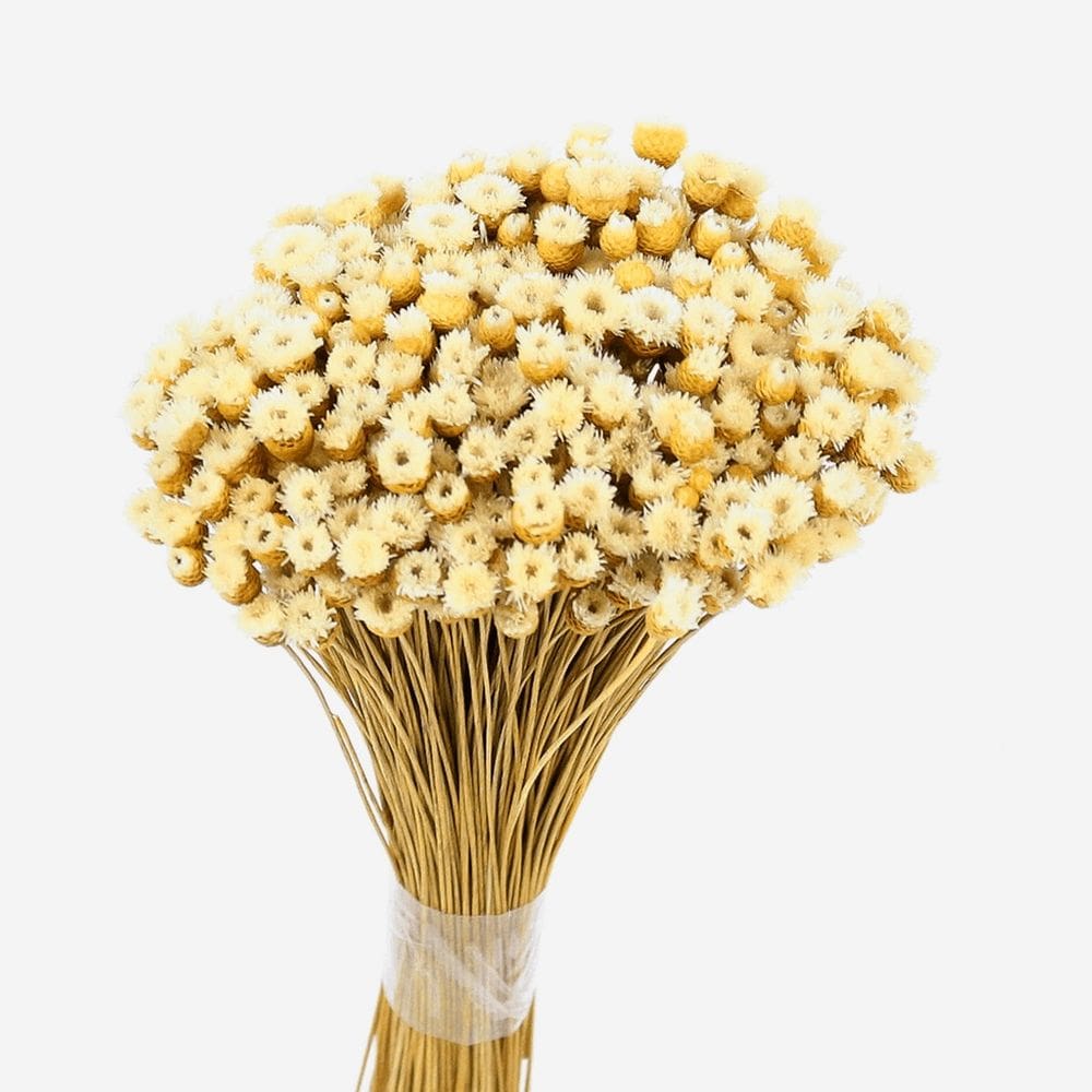 Sempre Viva Botão Jazida - 100 Flores - Decoração